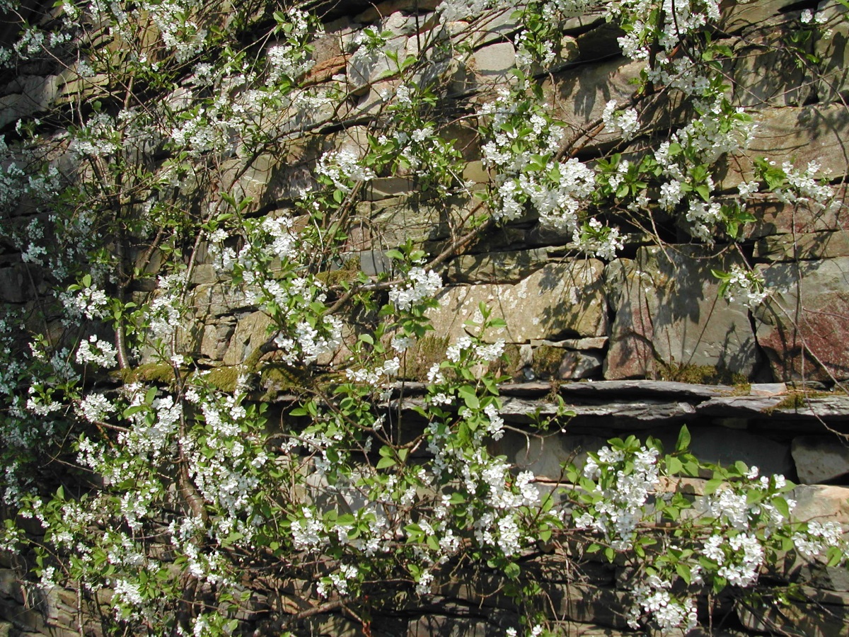 Cherry tree on west wall