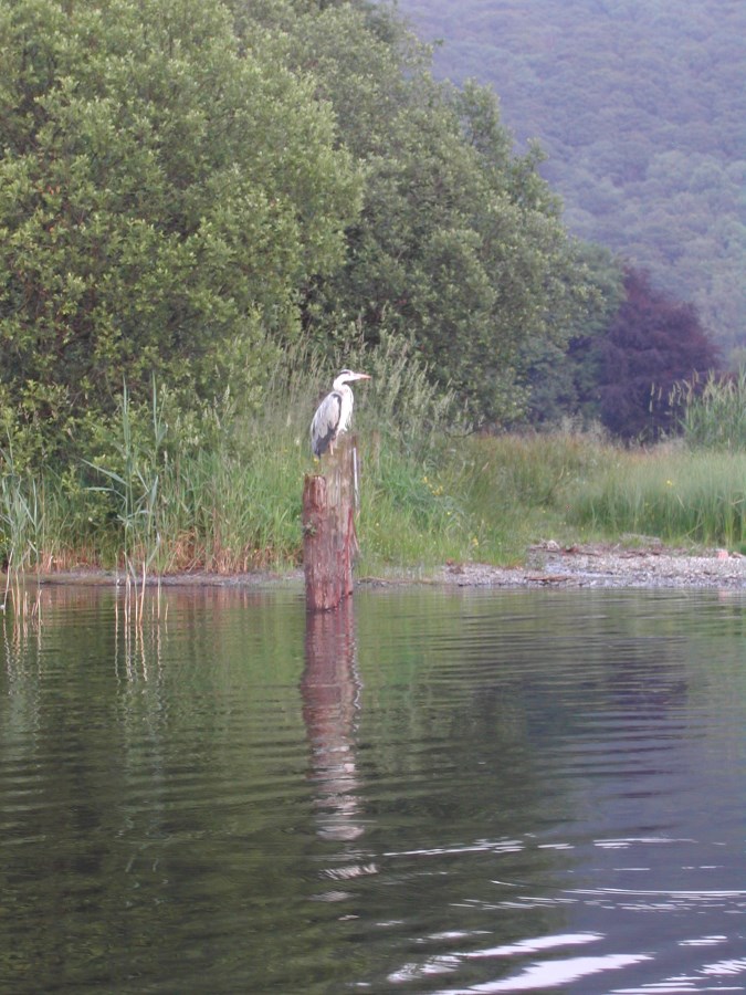 Heron on Coniston Water